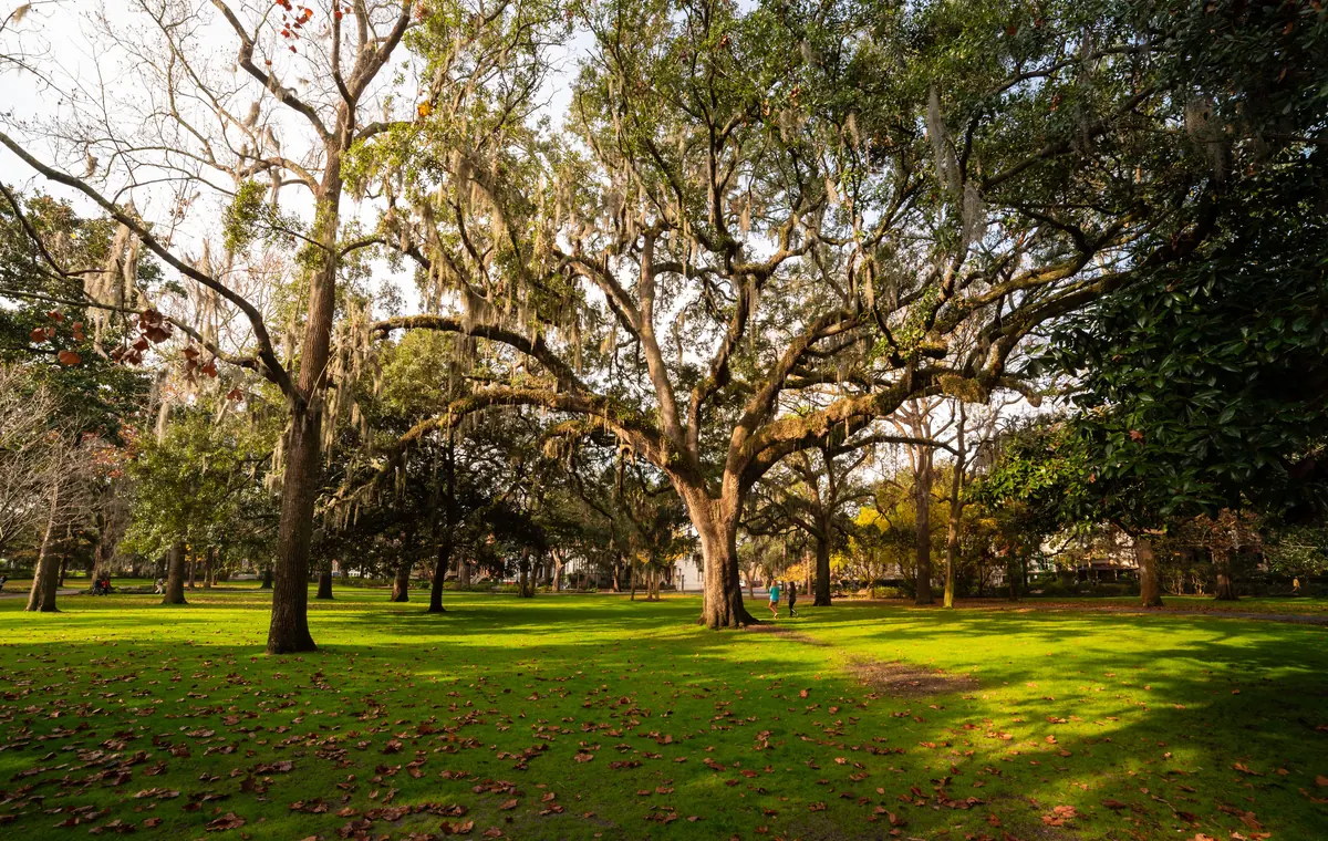 Live oak trees at Savannah’s Forsyth Park beneath the afternoon sky.